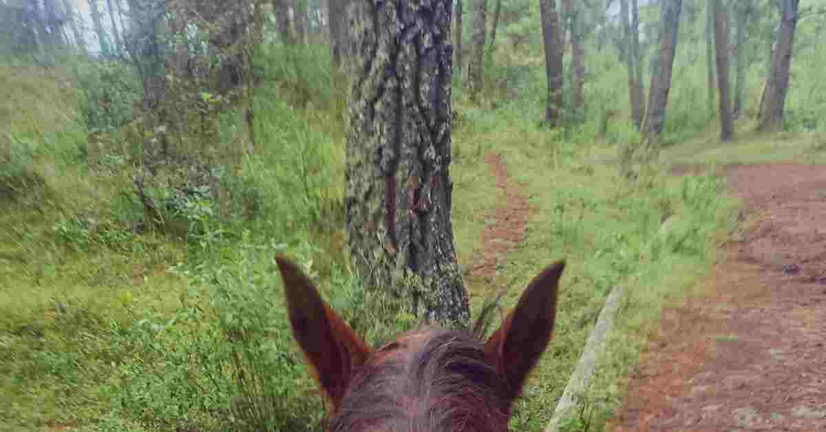 En Caballo al Pie del Volcán Paricutín Por Angahuan - Imagen 7