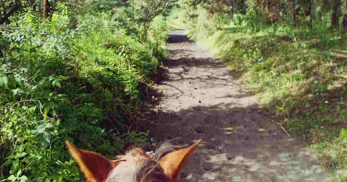 En Caballo al Pie del Volcán Paricutín Por Angahuan - Imagen 4