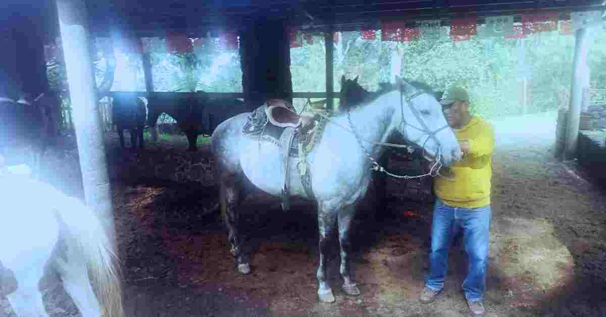 En Caballo al Pie del Volcán Paricutín Por Angahuan - Imagen 3